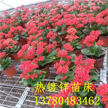 <a href='/' target='_blank'><a href='http://www.dafeci.cn/miaochuangsheshi/203.html'target='_blank'>花架網(wǎng)</a></a>