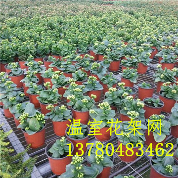 移動(dòng)<a href='/' target='_blank'>苗圃網(wǎng)</a>