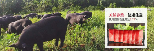 湘村黑豬品牌logo與食品包裝設(shè)計(jì)欣賞(圖2)