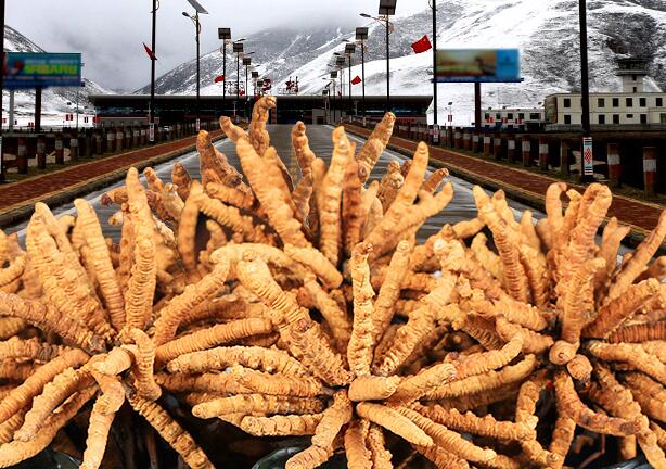 三江源食品包裝設(shè)計欣賞(圖3)